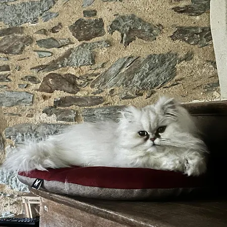 Pensionat Le Manoir De La Vieille Douve